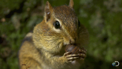 chipmunk-animals-free-animated-gifs-gameznet 020.gif